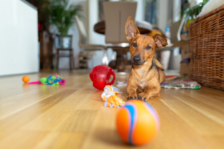 The Science Behind Game-Based Learning vs. Gamification in Modern Dog Training