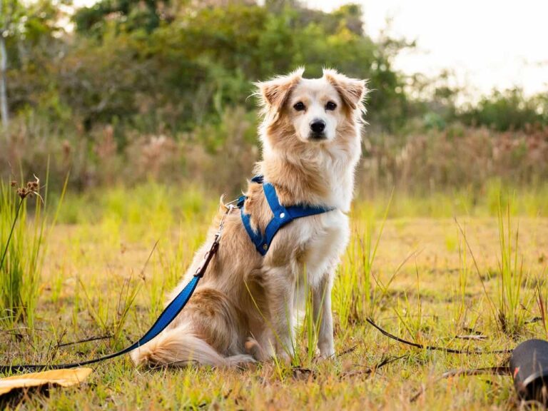 The Role of Consistency and Routine in Leash Training