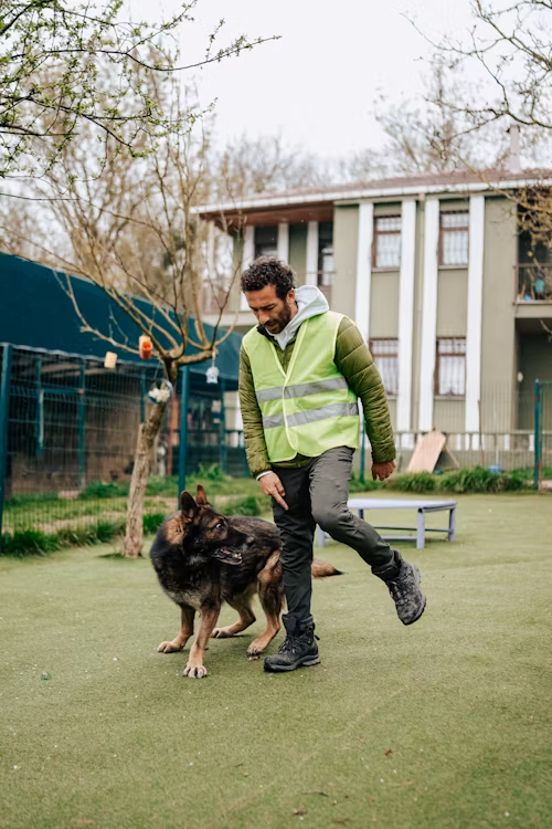 Dog trainer in a safety vest working a German Shepherd on a grass field