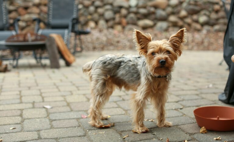 Backyard Safety for Dogs: BBQs, Kids, and Summer Distractions