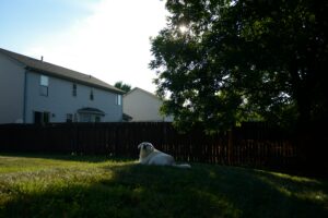 Backyard Safety for Dogs: BBQs, Kids, and Summer Distractions