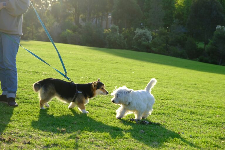 Keeping Your Dog Active When It’s Too Hot Outside: Fun Indoor Enrichment Ideas
