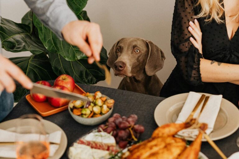 Summer foods for dogs