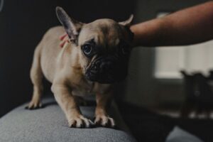 Surviving Fourth of July: Noise Anxiety and Fireworks in Dogs