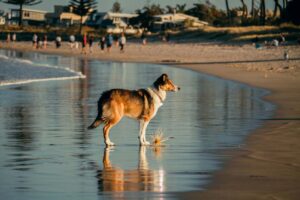 Beat the Heat: Recognizing and Preventing Overheating in Dogs