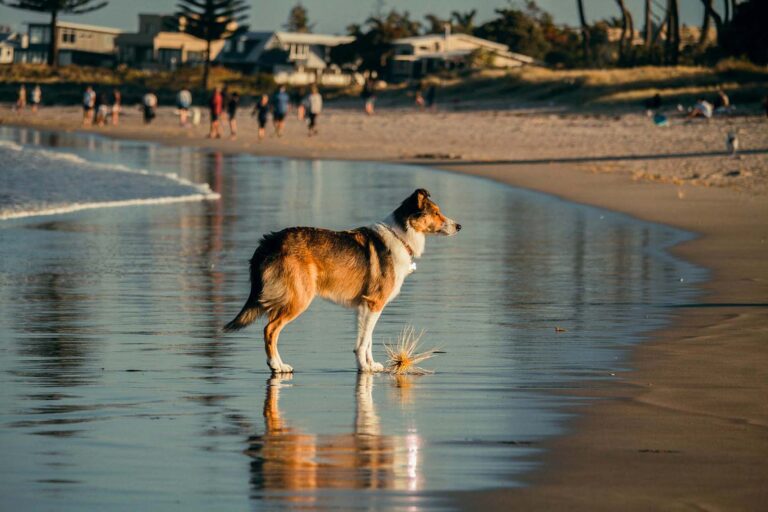Beat the Heat: Recognizing and Preventing Overheating in Dogs