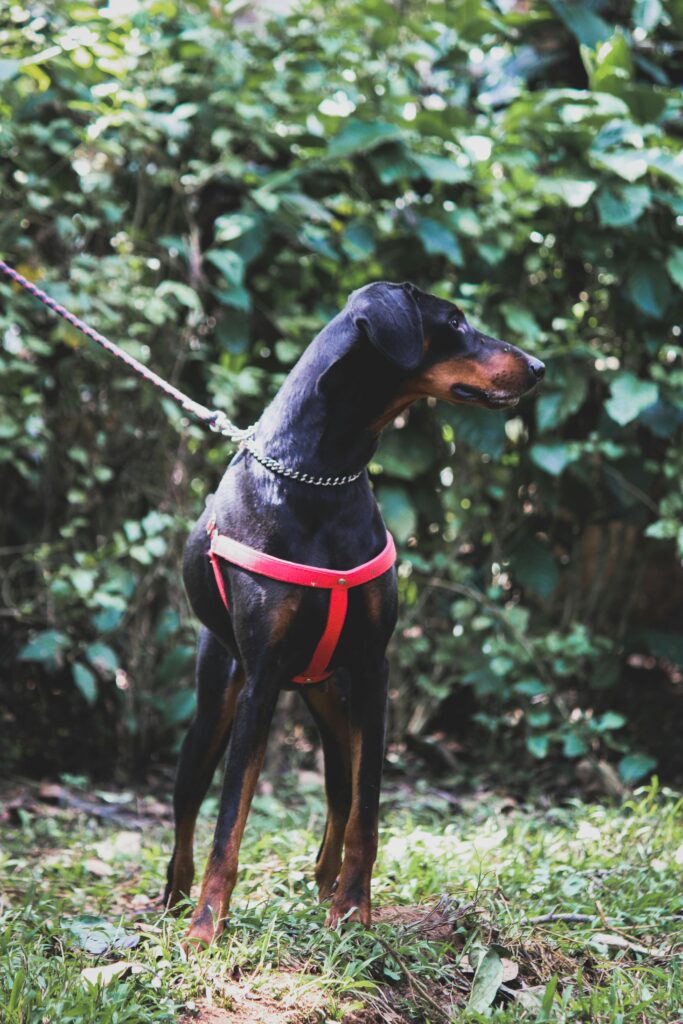 Mastering Loose Leash Walking Before Fall Adventures Begin 