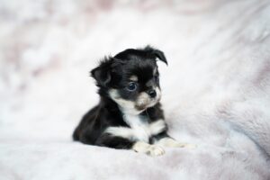 Back-2-School: Smooth Transitions for a Happy, Confident Dog
