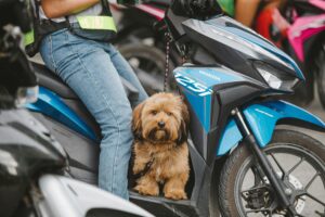 Socialization 101: Proven Confidence Boost for Dogs