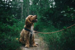 Mastering Loose Leash Walking Before Fall Adventures Begin