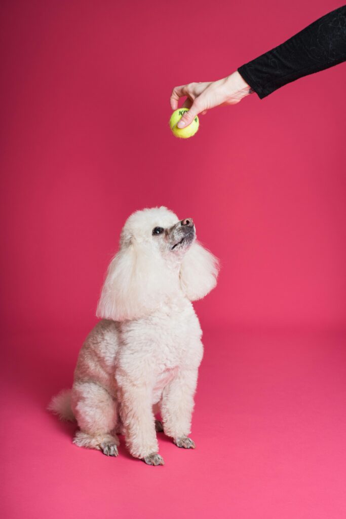 Obedience Training: A Powerful Lifelong Journey 