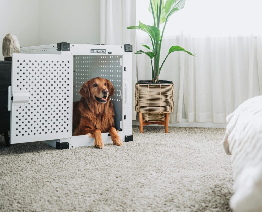Crate Training 101: The Simple Positive Approach
