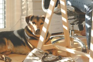 Busy Dog Owners: Proven Ways to Reinforce Training