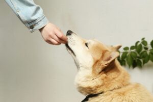 Obedience Training: A Powerful Lifelong Journey