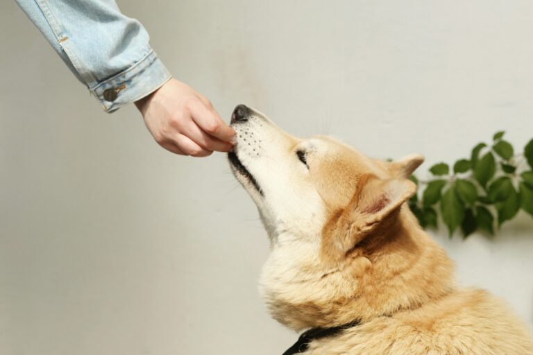 Obedience Training: A Powerful Lifelong Journey