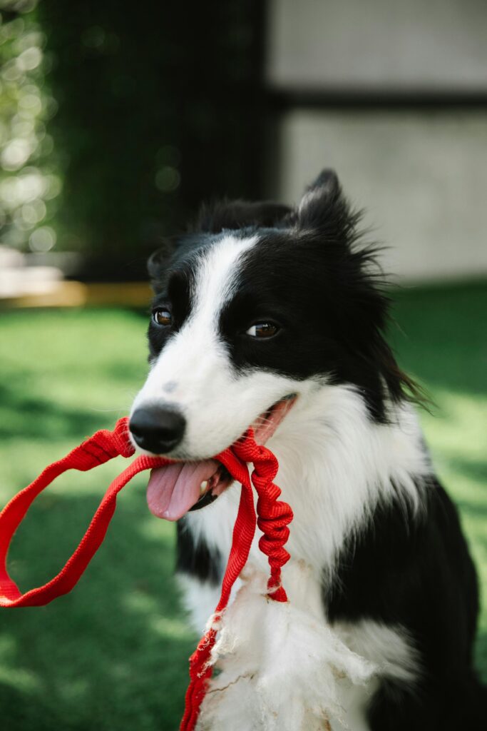 Leash Reactivity: Powerful Causes, Fixes, & Myths Explained 