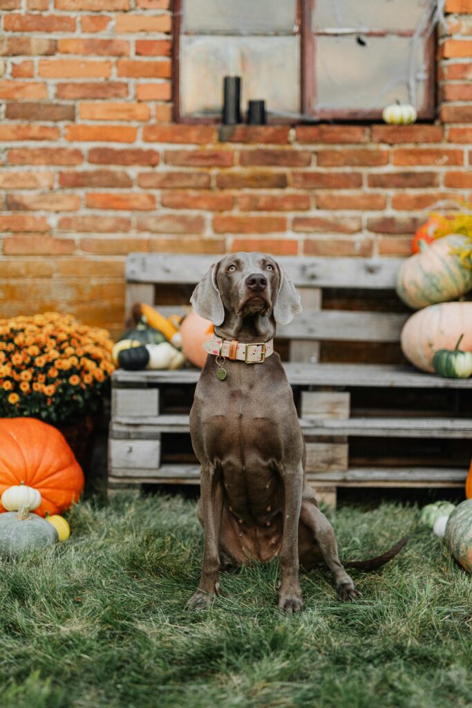 Spooky Halloween with Dogs: Fun Costumes, Candy, and Chaos 