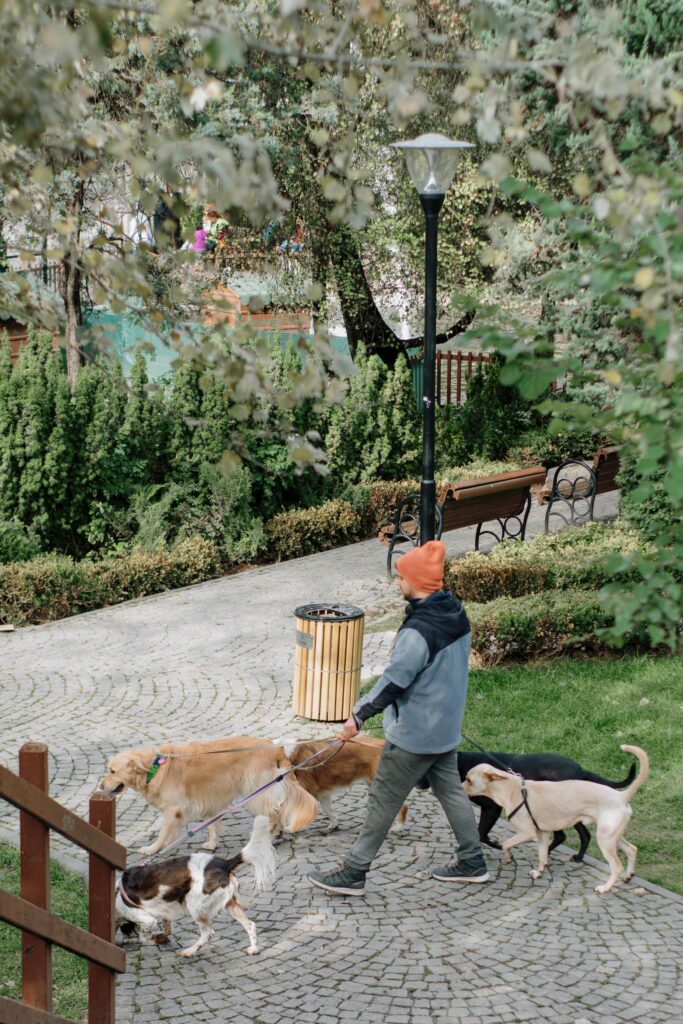 Multi-Dog Success: Expert Training Tips for a Happy Pack 