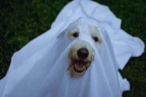 Spooky Halloween with Dogs: Fun Costumes, Candy, and Chaos