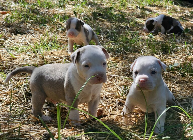 Multi-Dog Success: Expert Training Tips for a Happy Pack