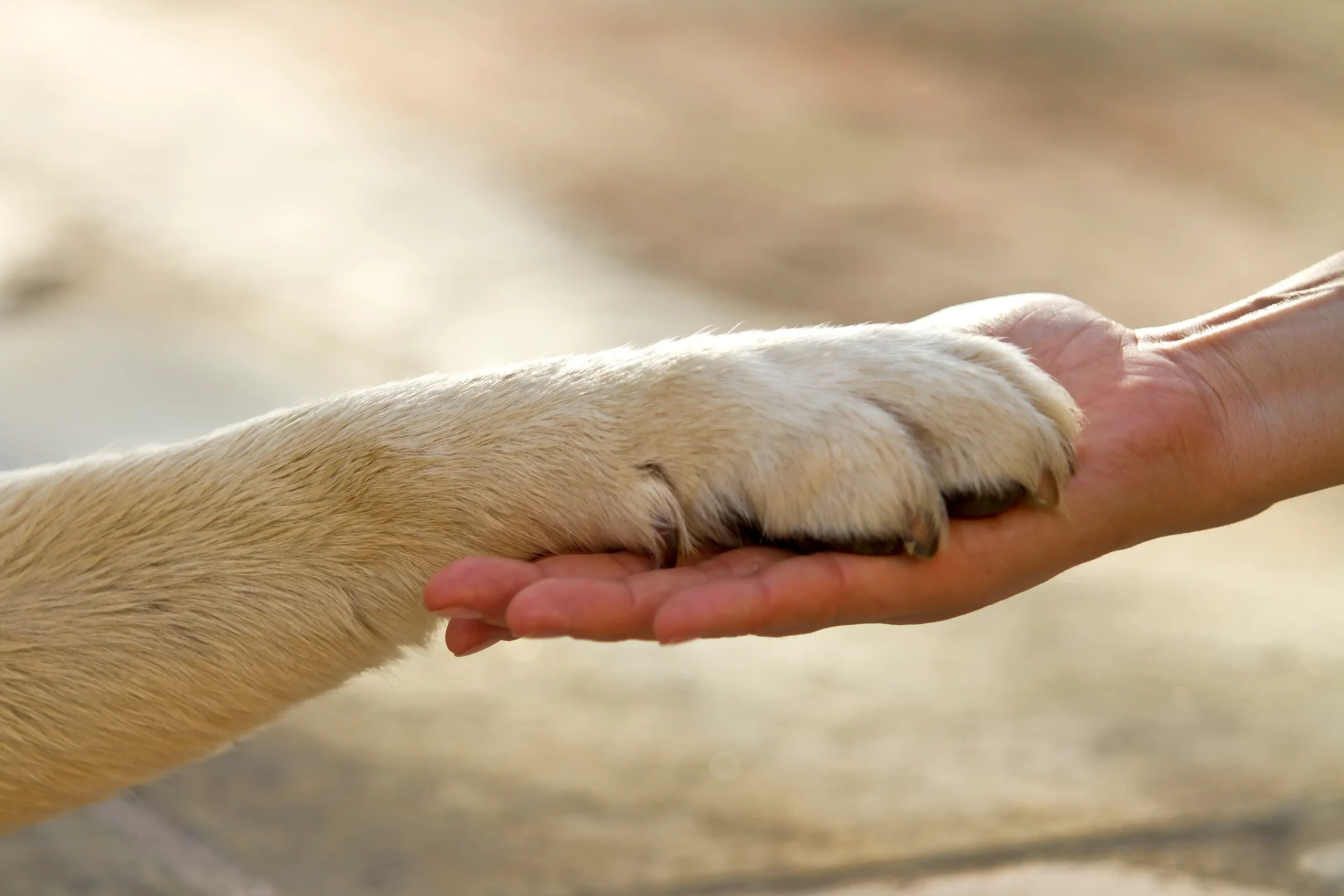 Board and train dog training Houston TX with Justin Rie