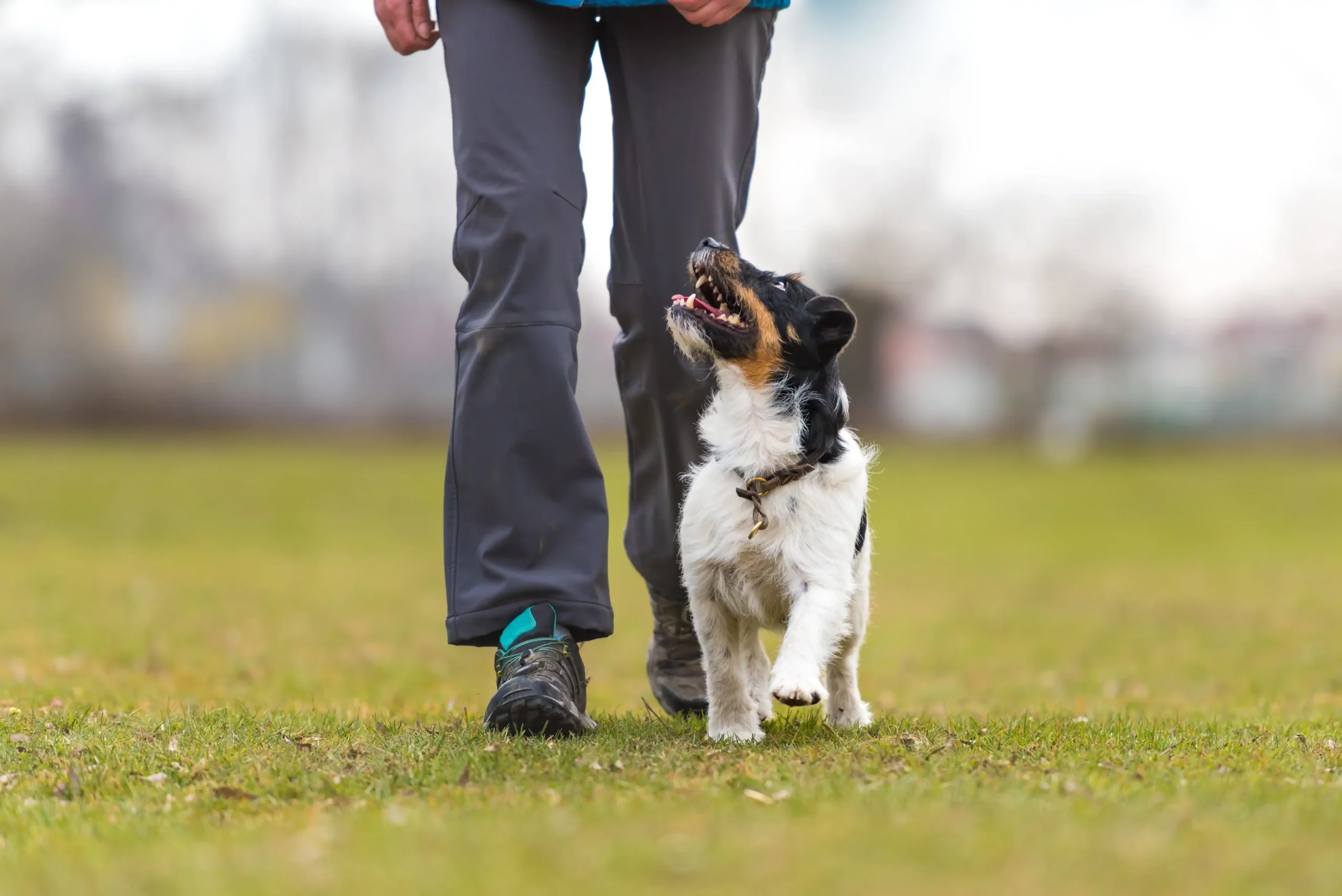 Obedience training Houston TX — real-world commands across Houston