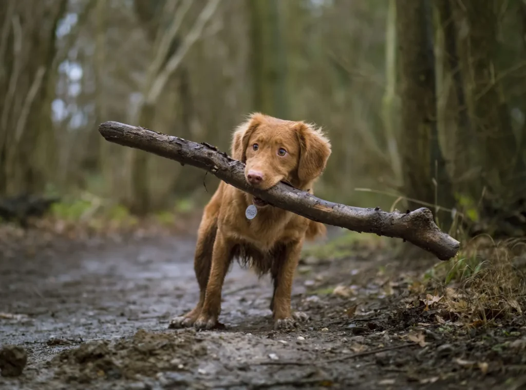 Anxious brown dog carrying a large stick on a muddy forest trail