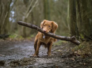 Anxious brown dog carrying a large stick on a muddy forest trail