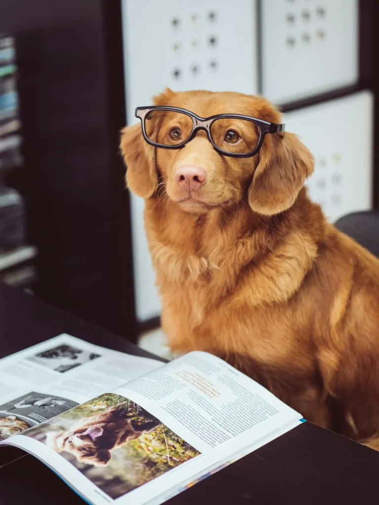 Golden retriever wearing glasses reading a magazine at a desk