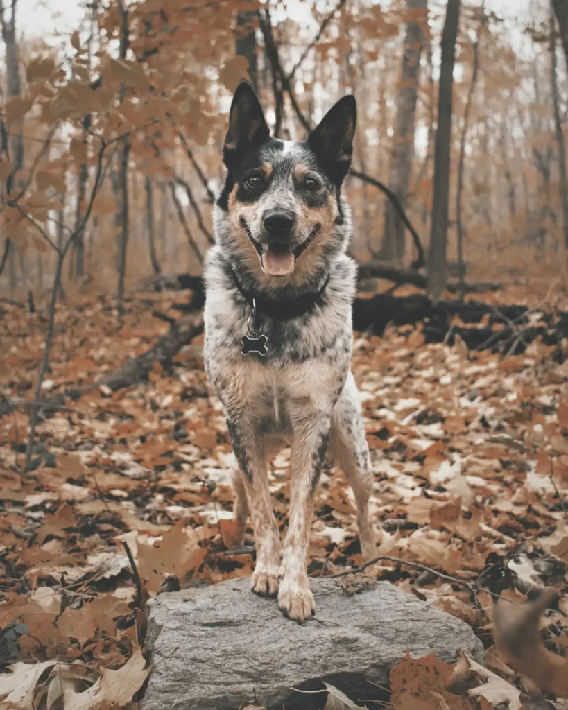 Black and white cattle dog standing calmly on a rock among autumn leaves