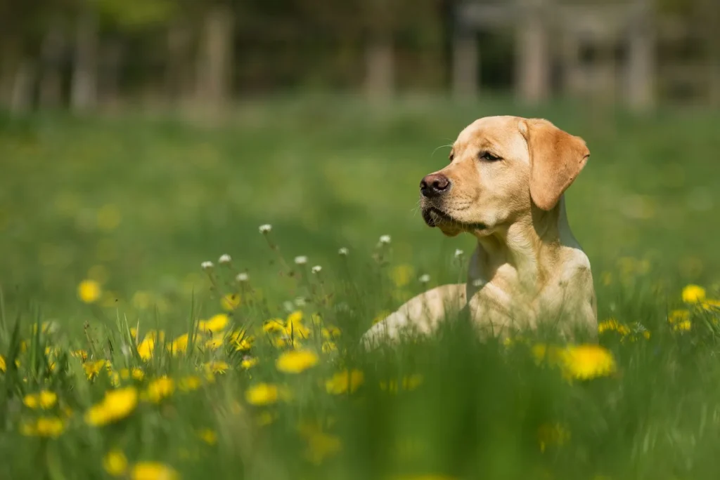 Yellow Labrador sitting calmly in a field of yellow wildflowers