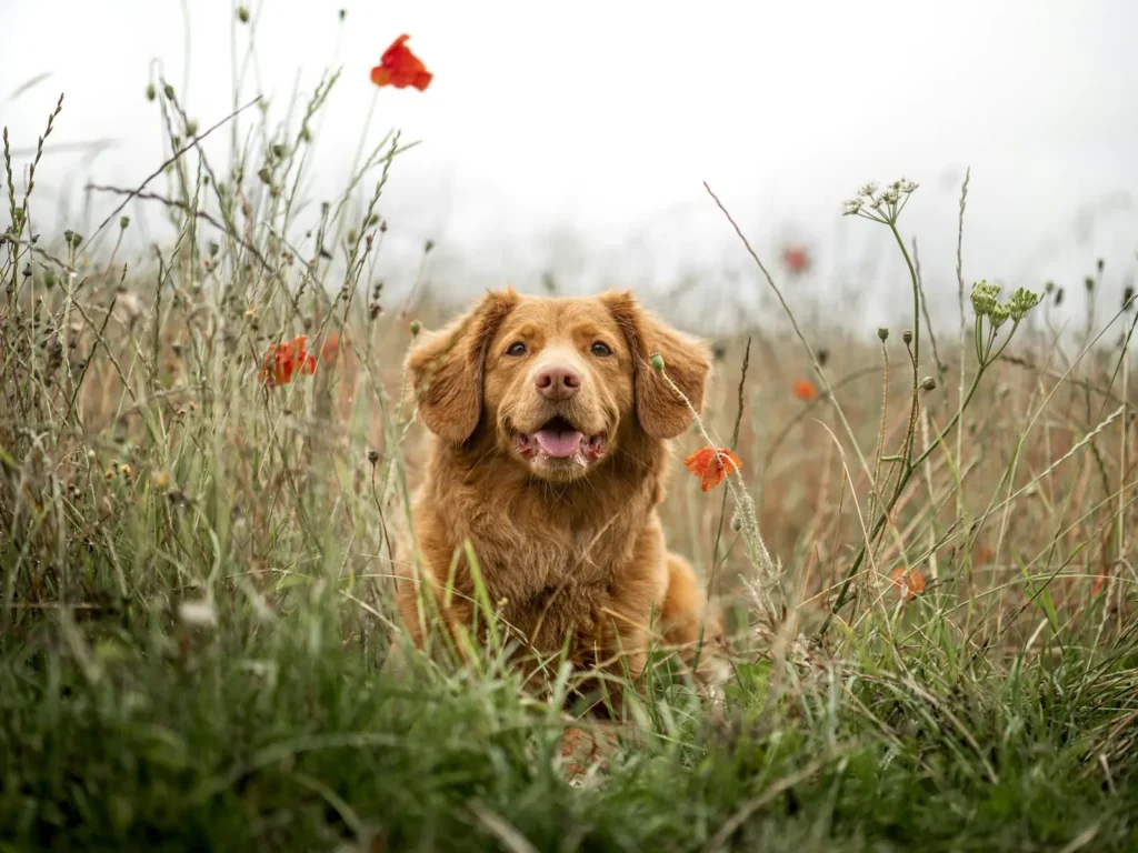 Happy red retriever sitting in tall grass and wildflowers during play
