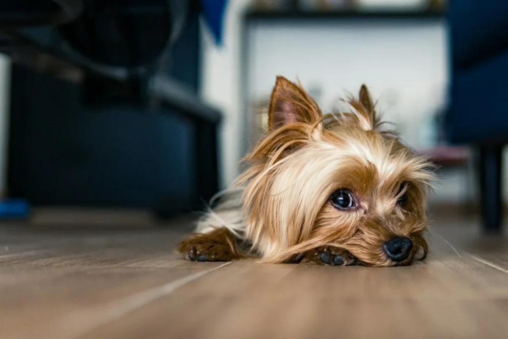 Yorkshire terrier lying on a wooden floor looking up at the camera