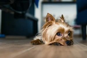 Yorkshire terrier lying on a wooden floor looking up at the camera