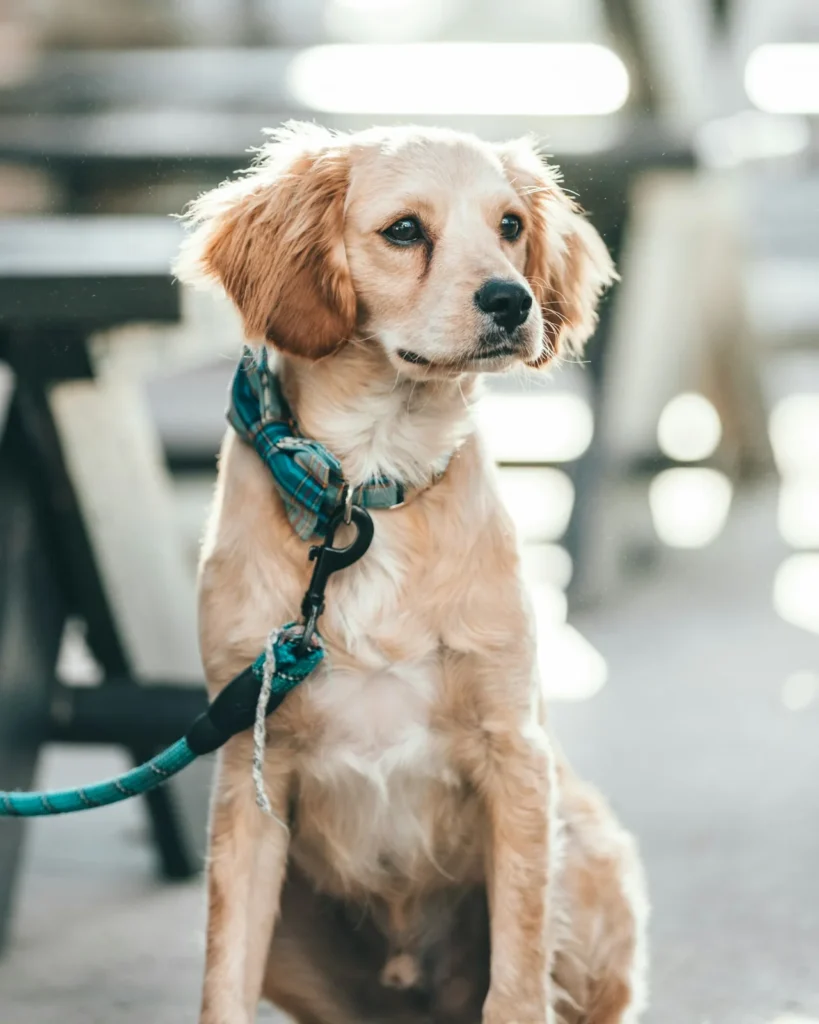Cocker spaniel puppy in a harness sitting on a city sidewalk