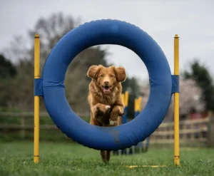 Dog jumping through a blue agility tire on a training field