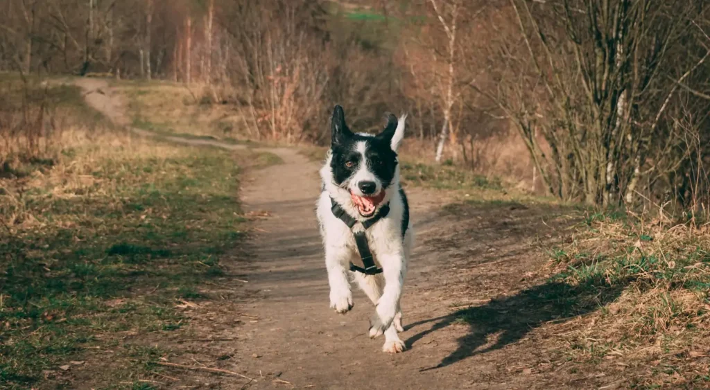 Black and white dog running down a dirt trail through the woods