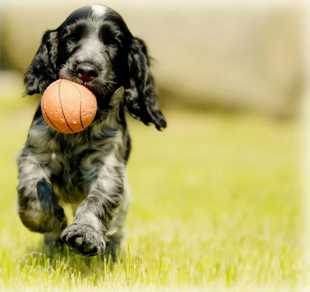 Spaniel running across a grass field carrying an orange ball