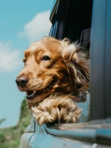 Long-haired dachshund with ears blowing in the wind out of a car window