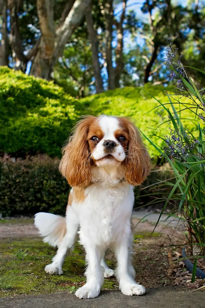 Cavalier King Charles spaniel sitting on a garden path